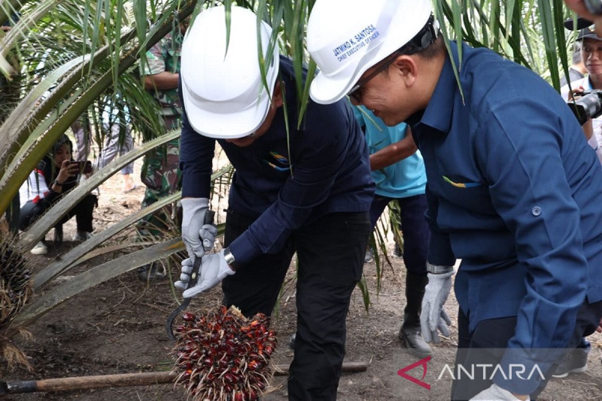 Sukses di Riau, program peremajaan sawit  PTPN V akan diterapkan secara nasional