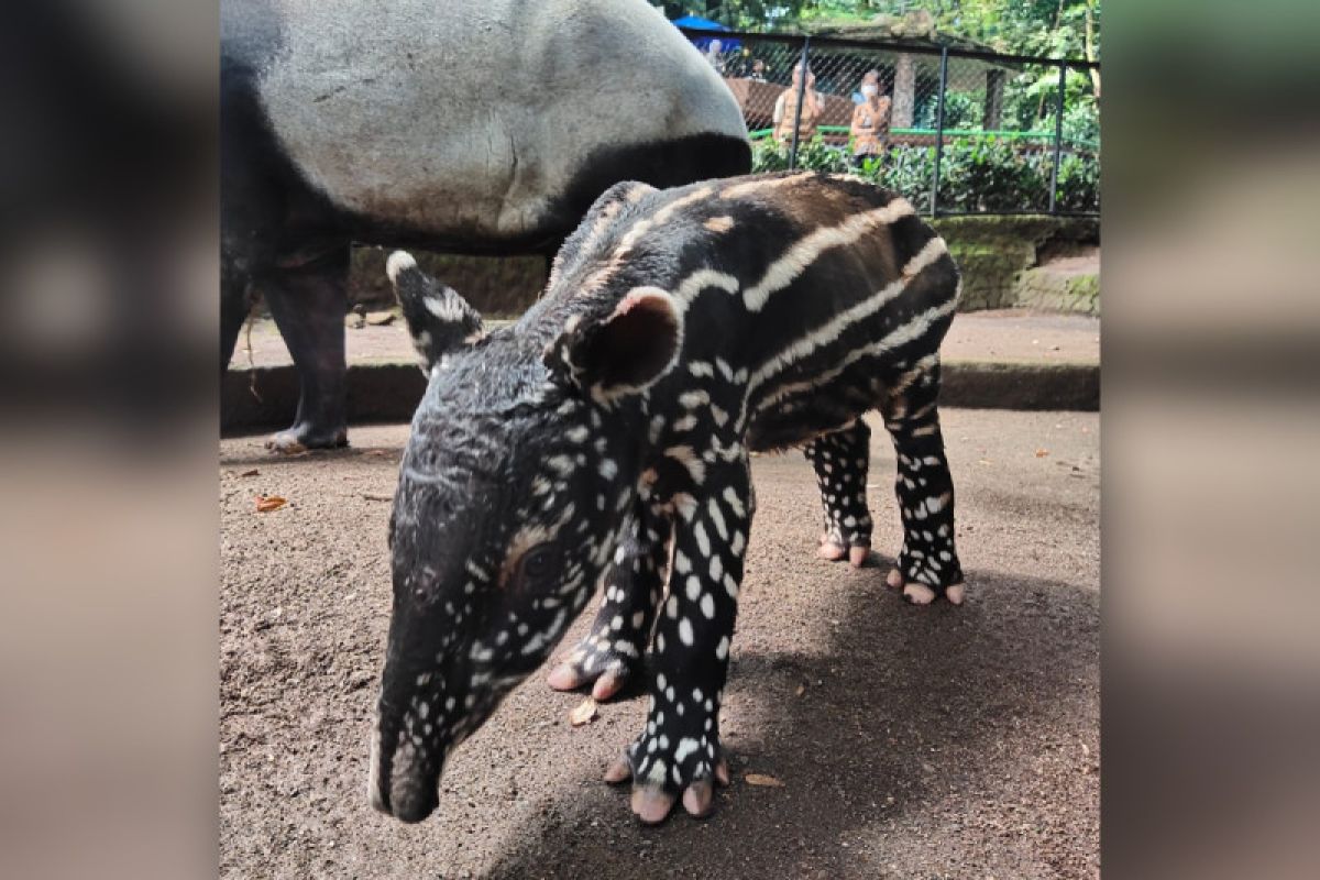 Anak tapir baru lahir di Kebun Binatang Bandung dinamai Gantari
