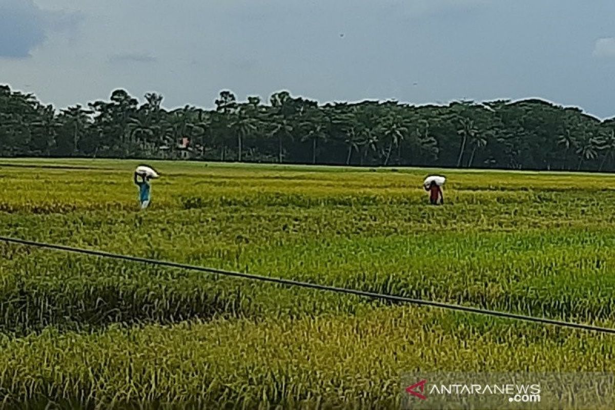 Sekitar 602 hektare lahan tanaman padi di Cilacap terdampak kekeringan
