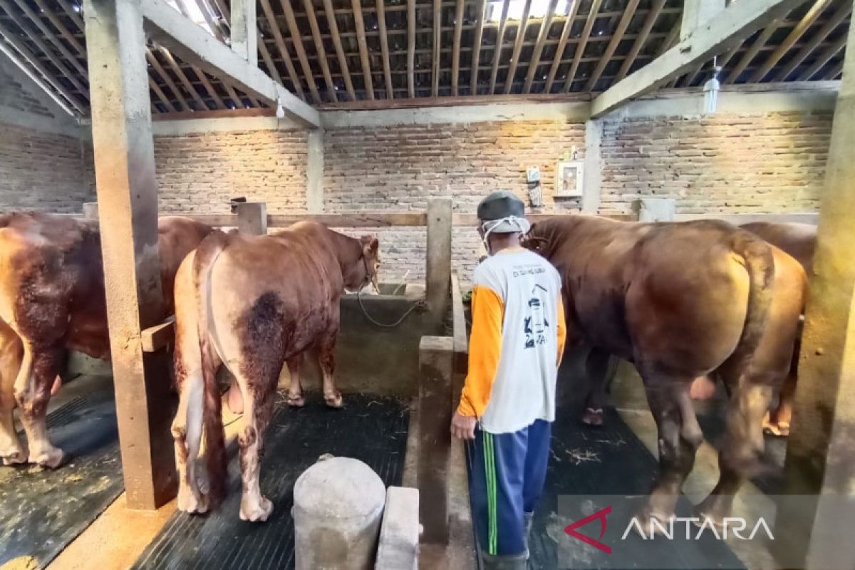 Presiden Jokowi beli sapi kurban dari peternak Karanganyar