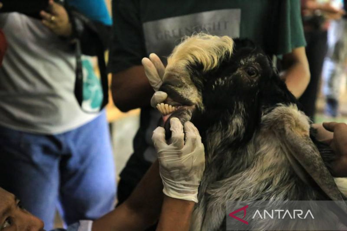 Imbauan DKP Kota Tangerang bagi calon pembeli hewan kurban
