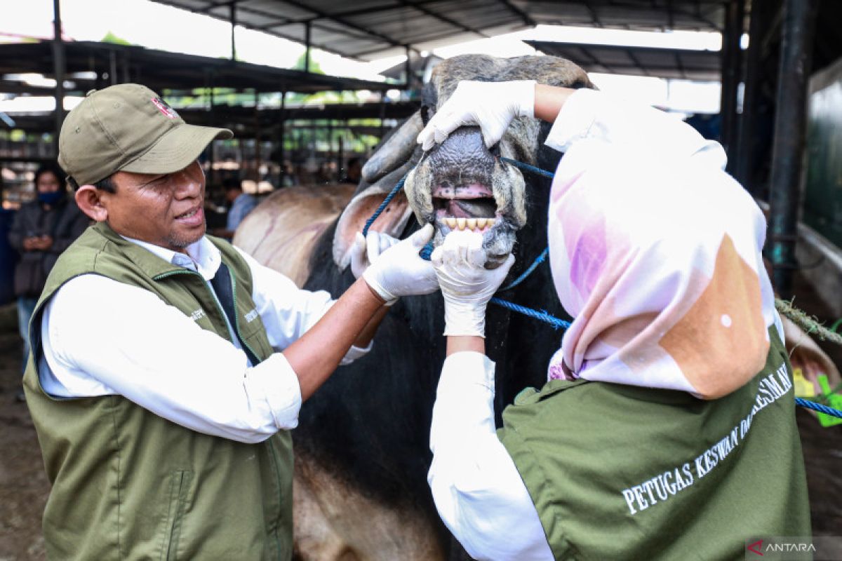 Dokter hewan beri kiat pilih hewan kurban sehat