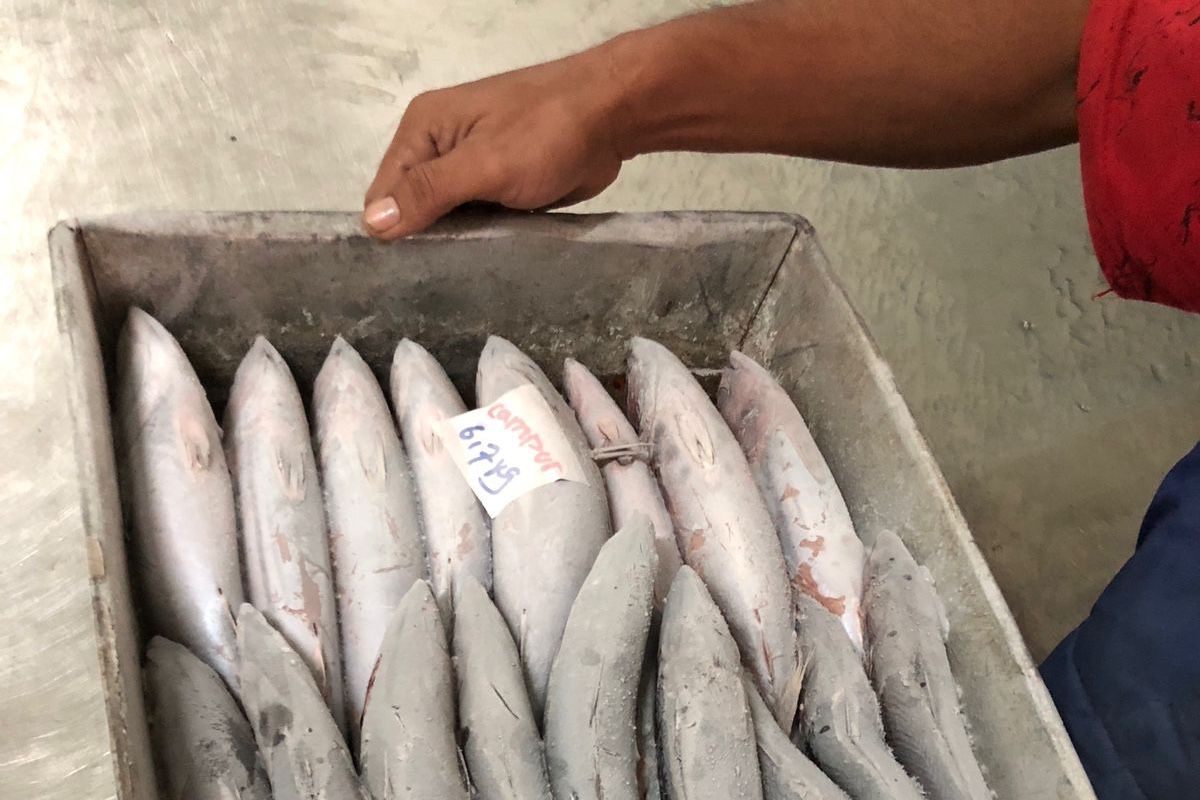 Perusda Aceh KSO kirim 20 ton ikan cakalang ke Jakarta