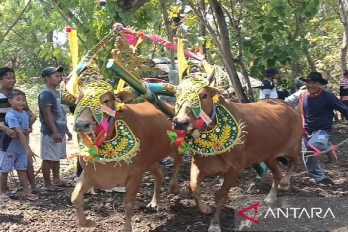 HCML apresiasi pelestarian karapan sapi betina di Kepulauan Sumenep