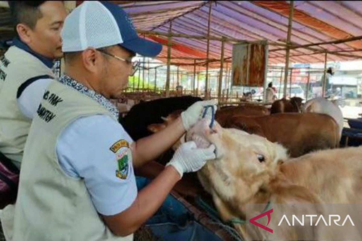 Pemkot Serang dan Distan Banten periksa kesehatan hewan kurban