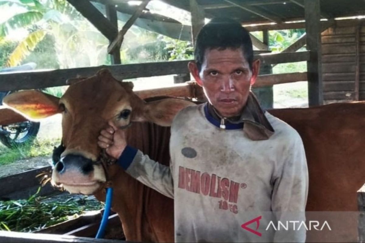 Bebas PMK, harga sapi kurban di Tapin kembali normal