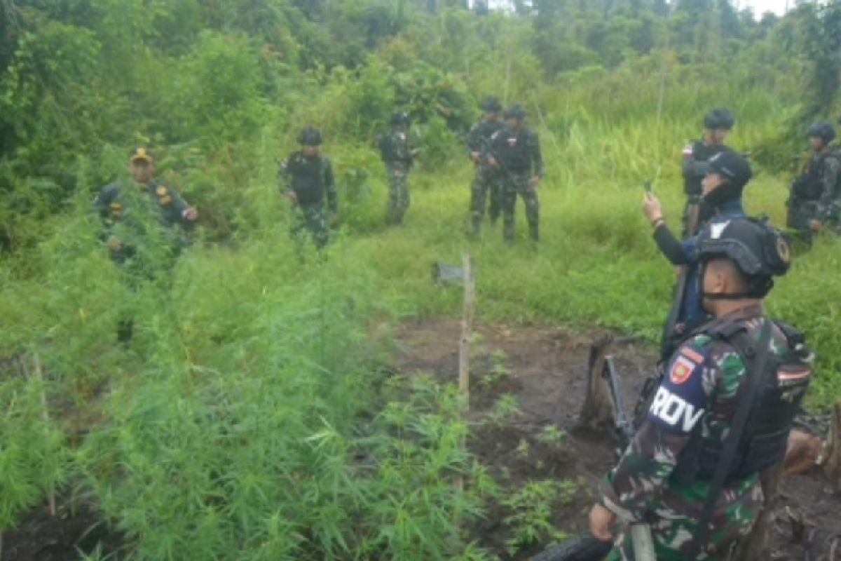 Satgas Pamtas Yonif 725/Woroagi temukan ladang ganja di Papua Selatan