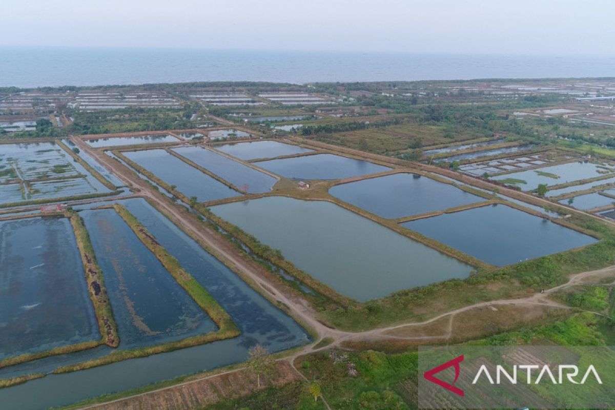 KKP dongkrak produksi ikan bandeng dengan tambak model klaster