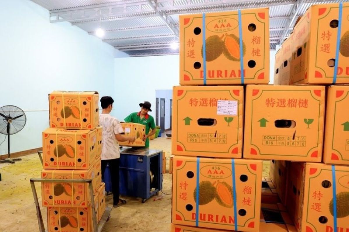 Banjir permintaan dari China, ekspor durian Vietnam alami kenaikkan 18 kali lipat