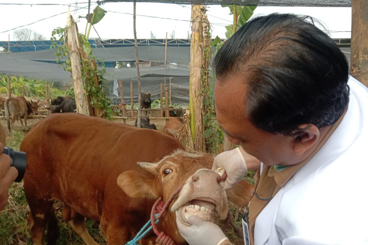 Pemkot Surabaya gandeng Unair periksa kesehatan hewan kurban