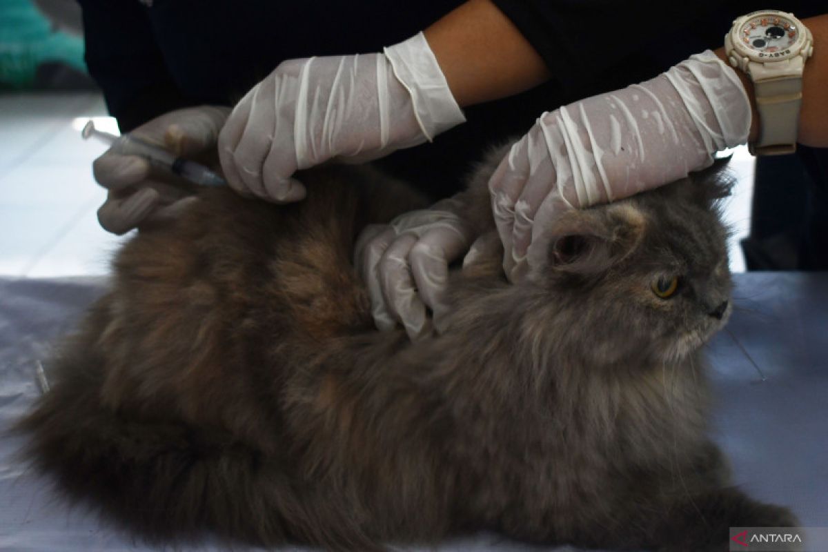 “Cat Pain Detector” bisa deteksi kucing sakit atau sehat