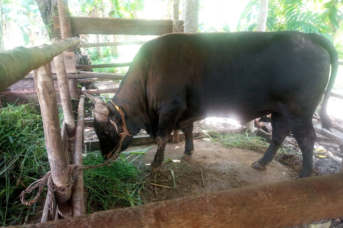 Peternak di Natuna sangat senang sapi miliknya dibeli Presiden Jokowi