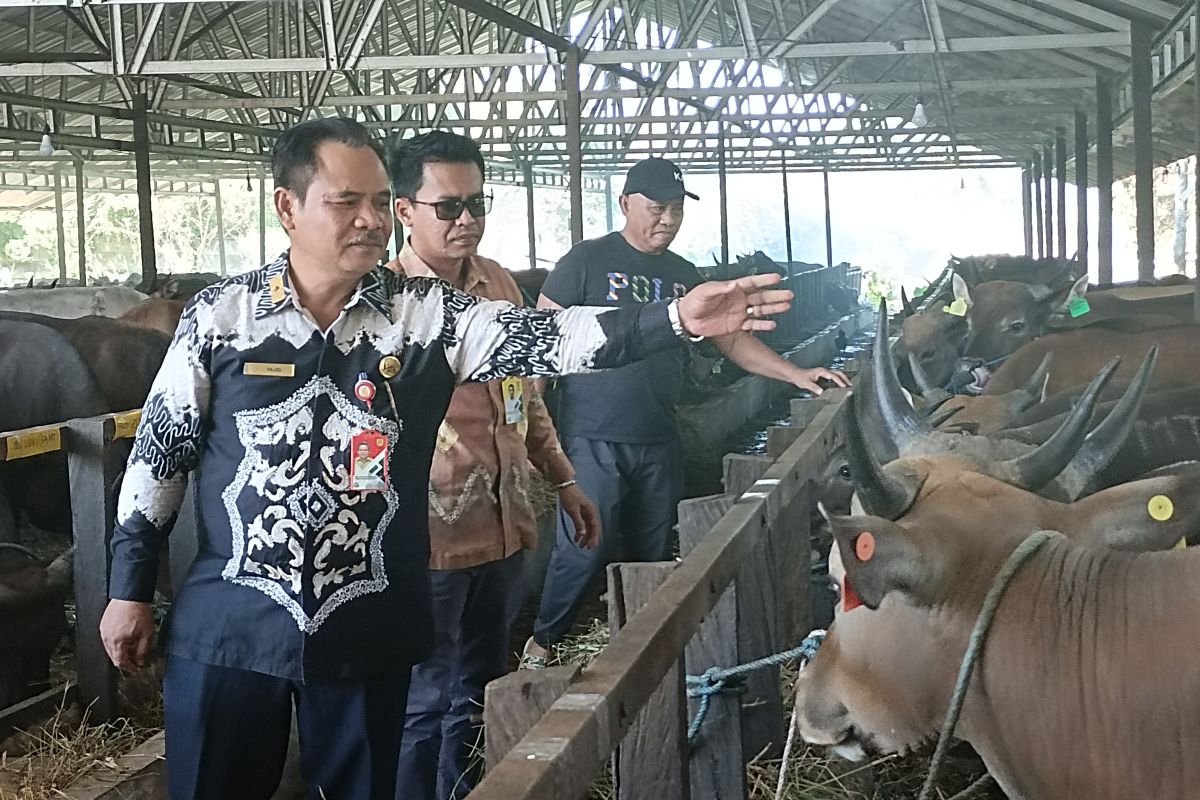 Ketersediaan hewan kurban di Banjarbaru lampaui kebutuhan