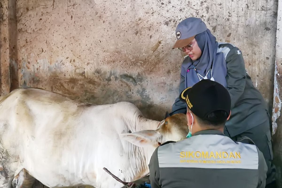 Pemkab Lumajang bentuk tim khusus untuk pastikan kesehatan hewan kurban