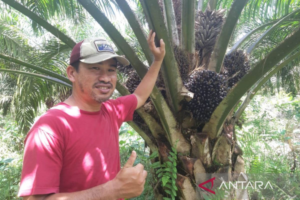 Komoditas sawit andil 40 persen penerimaan pajak di Kalimantan Barat