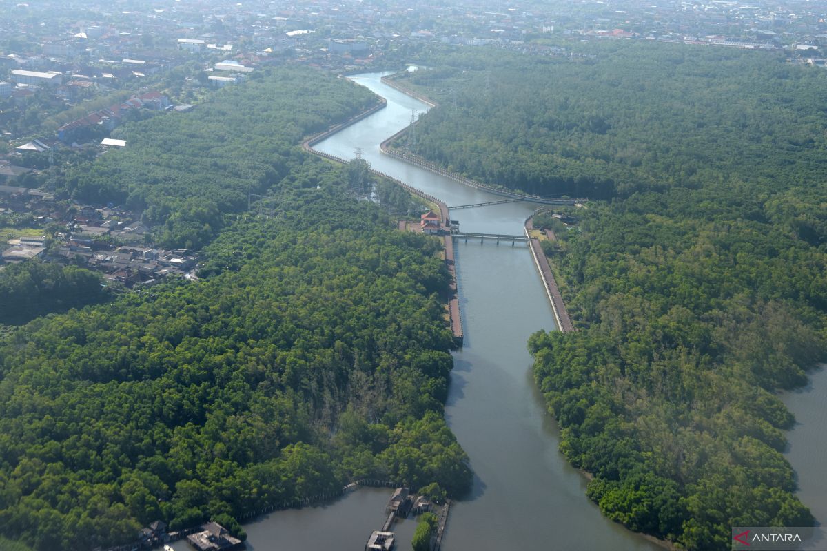 Kalimantan Tengah potensial kembangkan Multiusaha Kehutanan