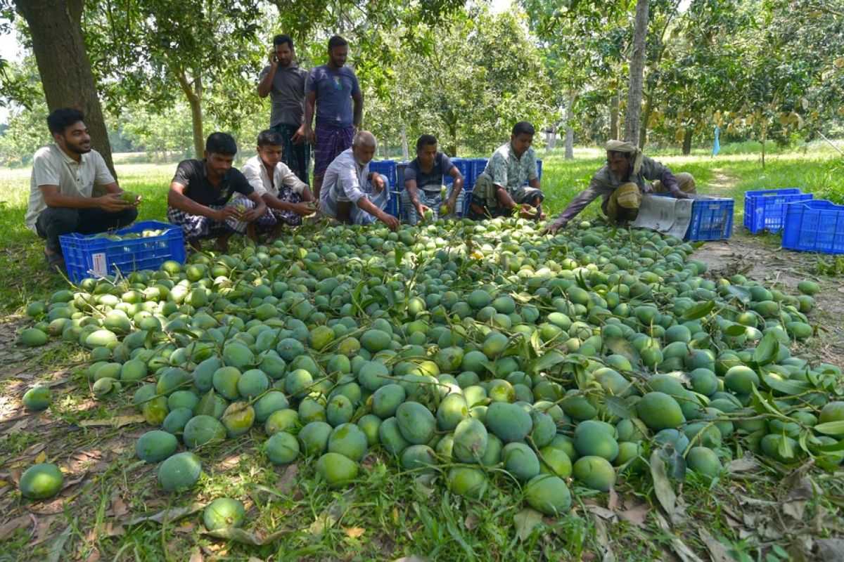 Sejenak melongok panen raya di "Ibu Kota Mangga" Bangladesh