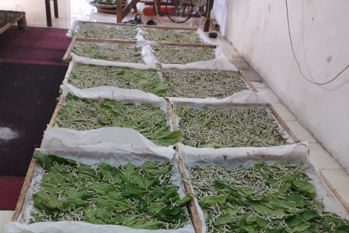 Kabupaten Wajo kembali memproduksi kokon Sutera setelah vakum 20 tahun