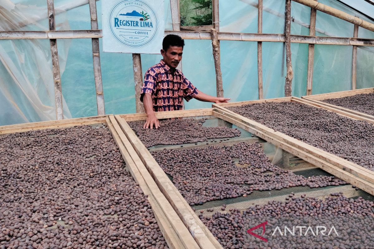 Luas perkebunan kopi di Rejang Lebong mencapai 30.386,5 hektare