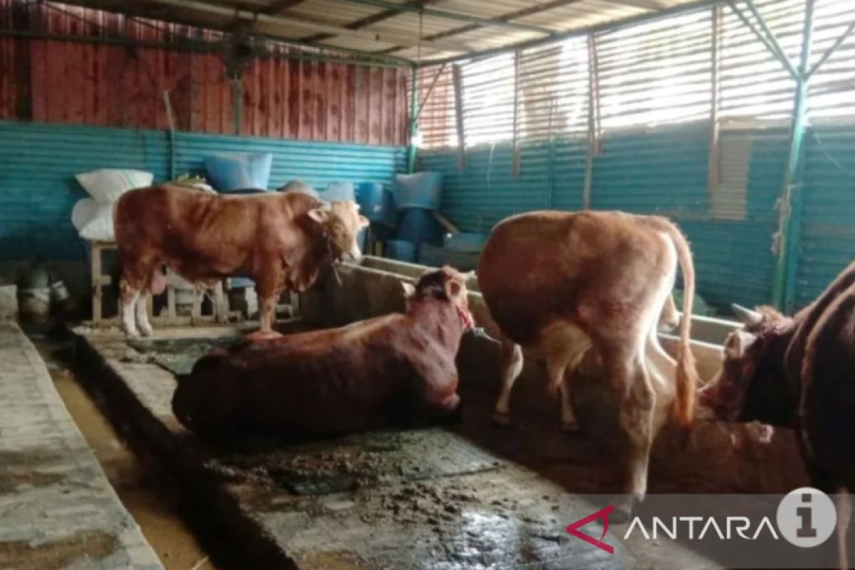 DLH DKI Jakarta larang buang limbah hewan kurban sembarangan