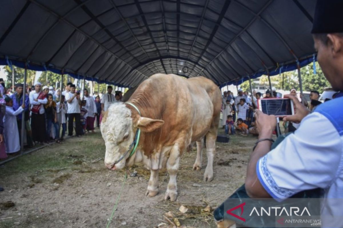 NTB libatkan 290 dokter periksa kesehatan hewan qurban