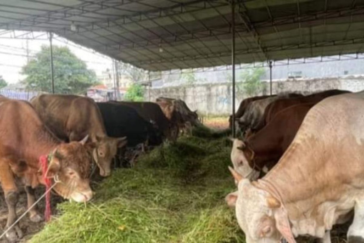 Sapi kurban bantuan Jokowi didatangkan dari Polman untuk warga Mamasa