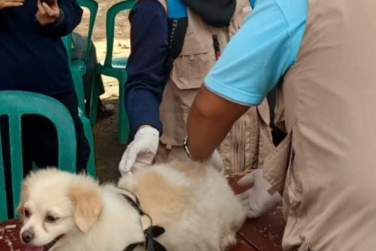 Pemkab Bangka Selatan galakkan pemberian vaksin rabies