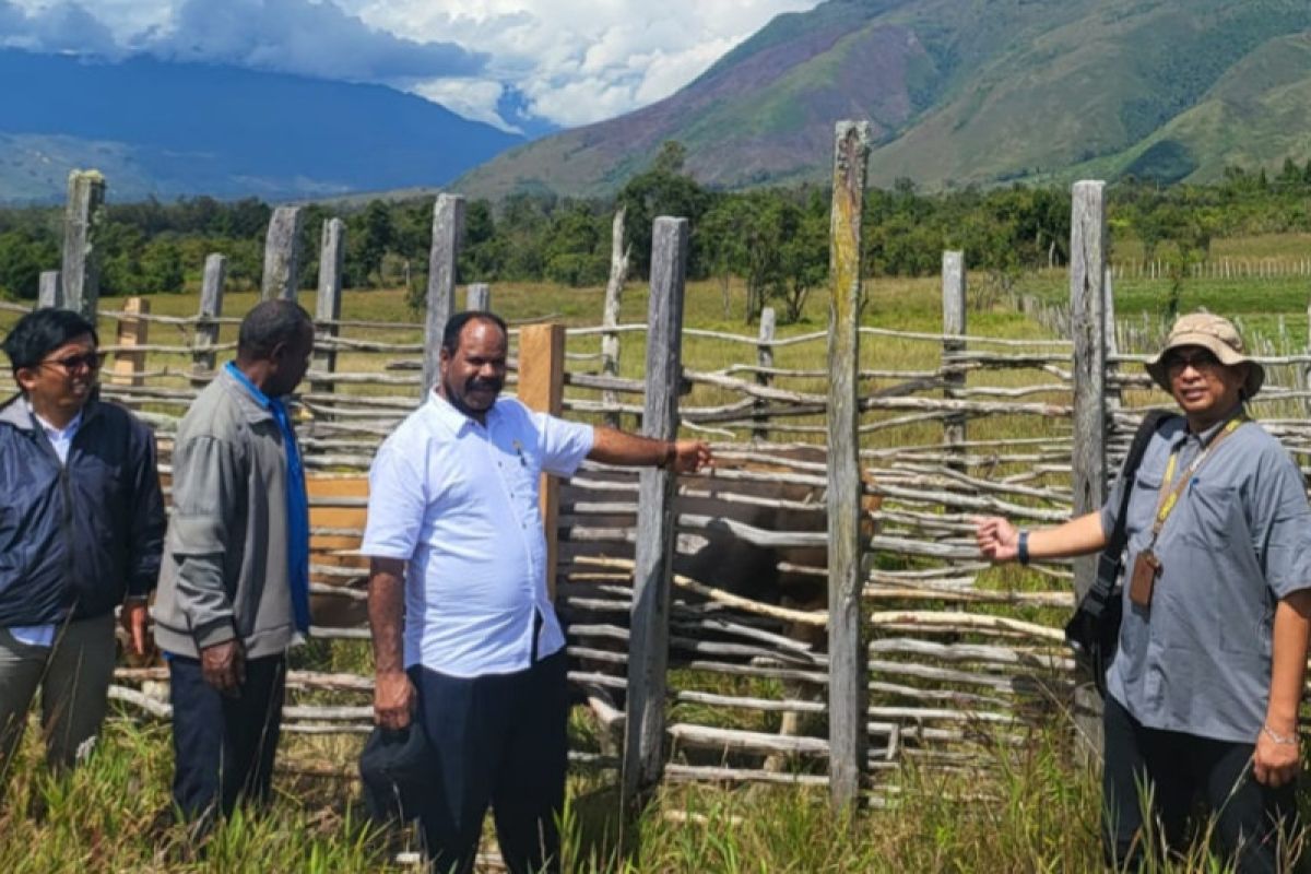Jokowi bantu sapi kurban bagi umat Islam di Papua Pegunungan
