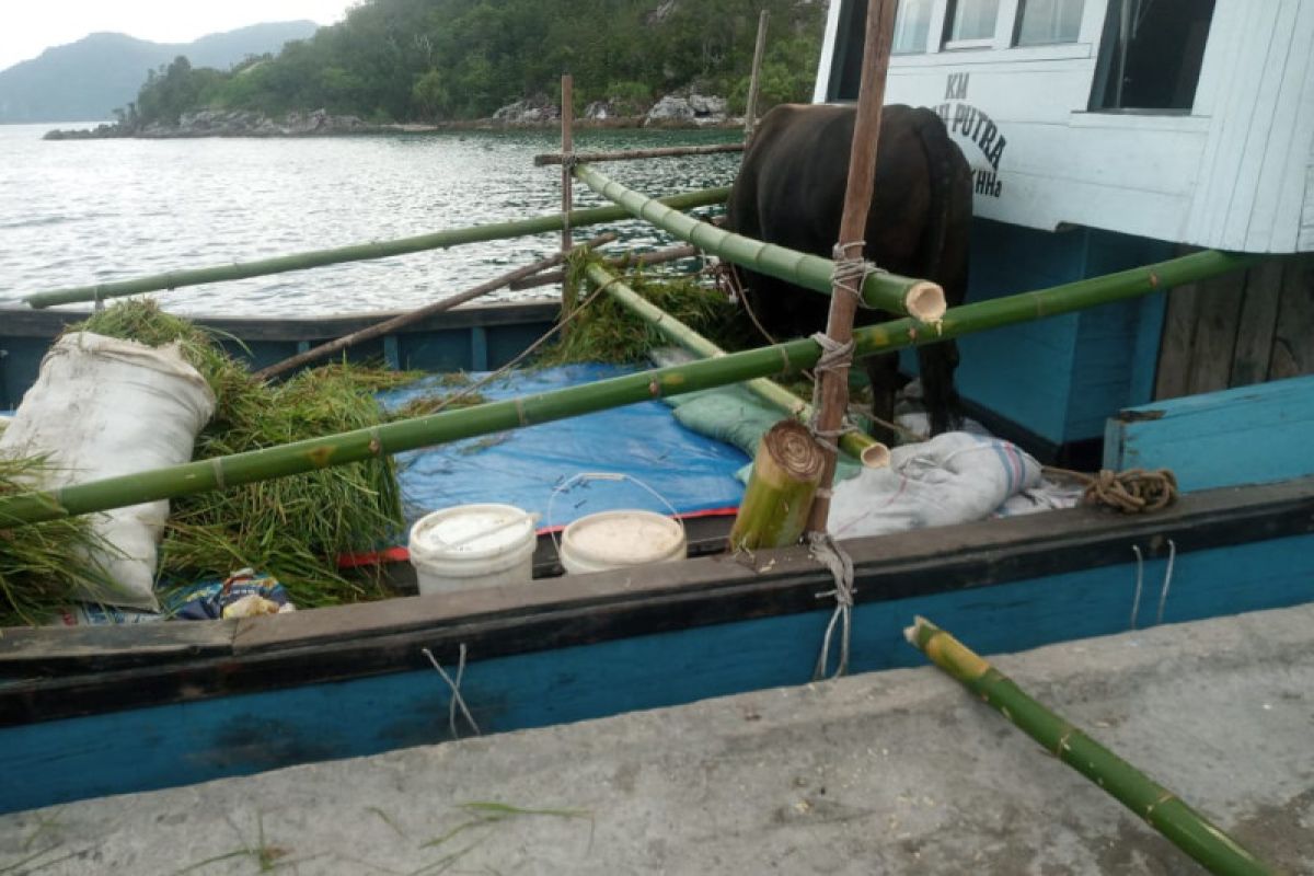 Peternak butuh 14 jam kirim sapi kurban Presiden ke Serasan Natuna