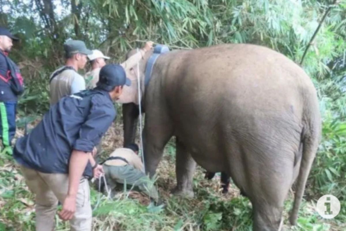 Sejumlah gajah liar rusak dua rumah warga di Lampung Barat