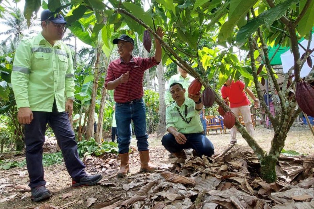 J Resources panen kakao program pemberdayaan warga lingkar tambang