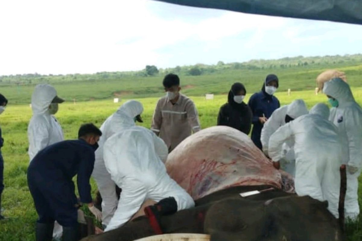 Tim dokter cari penyebab kematian gajah sumatra di TNWK pada Jumat