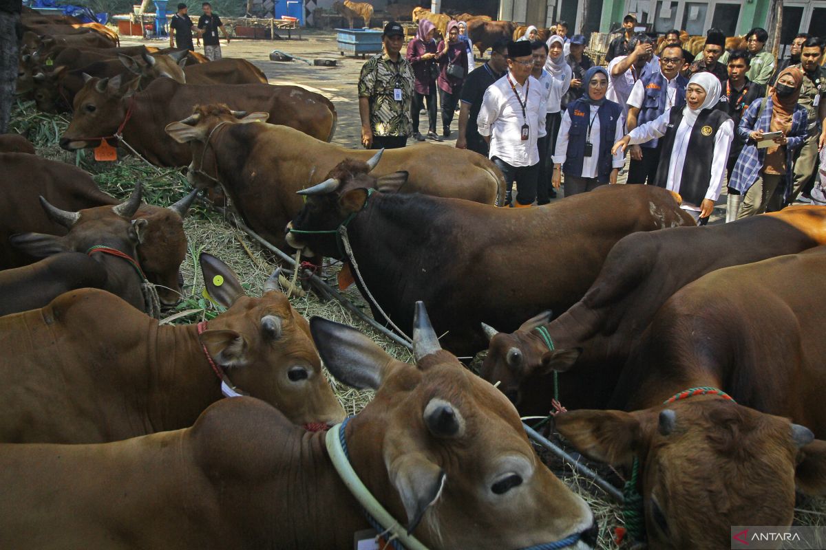 Gubernur Jatim imbau tak ada pembantingan proses pemotongan sapi kurban