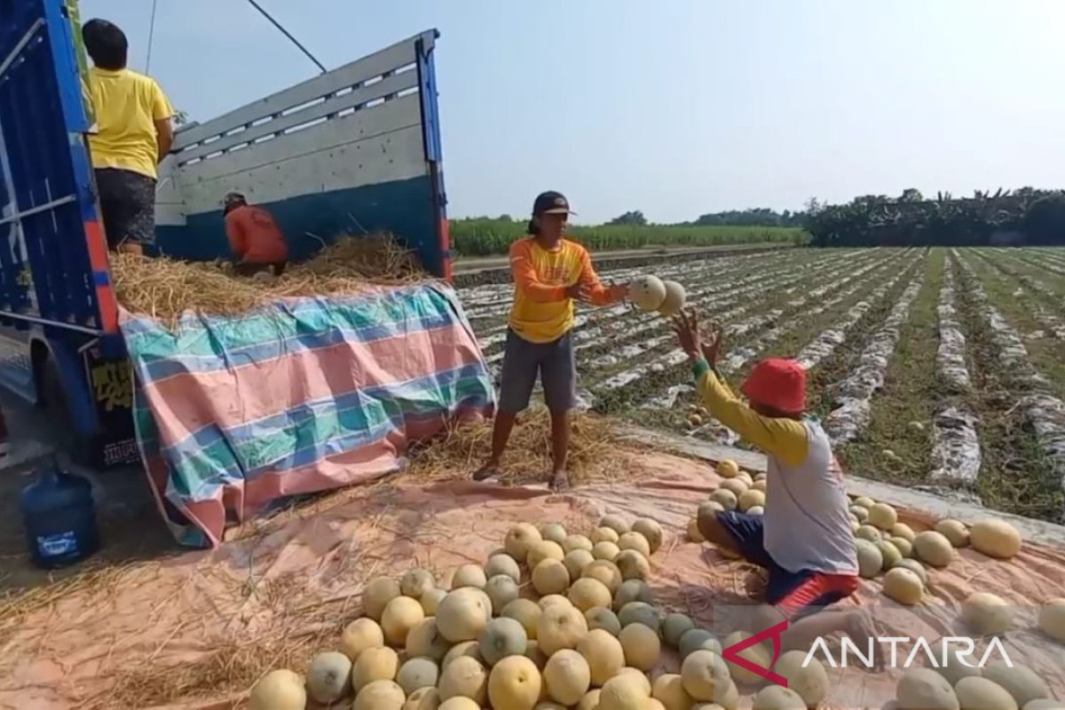 Disperta Kabupaten Madiun catat luas tanam buah melon meningkat