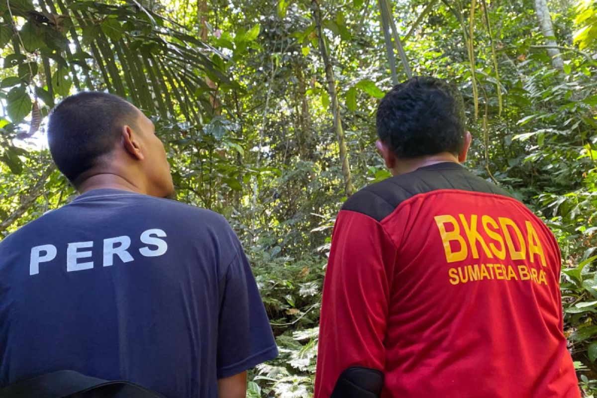 Bertemu Harimau Sumatera di hutan Agam