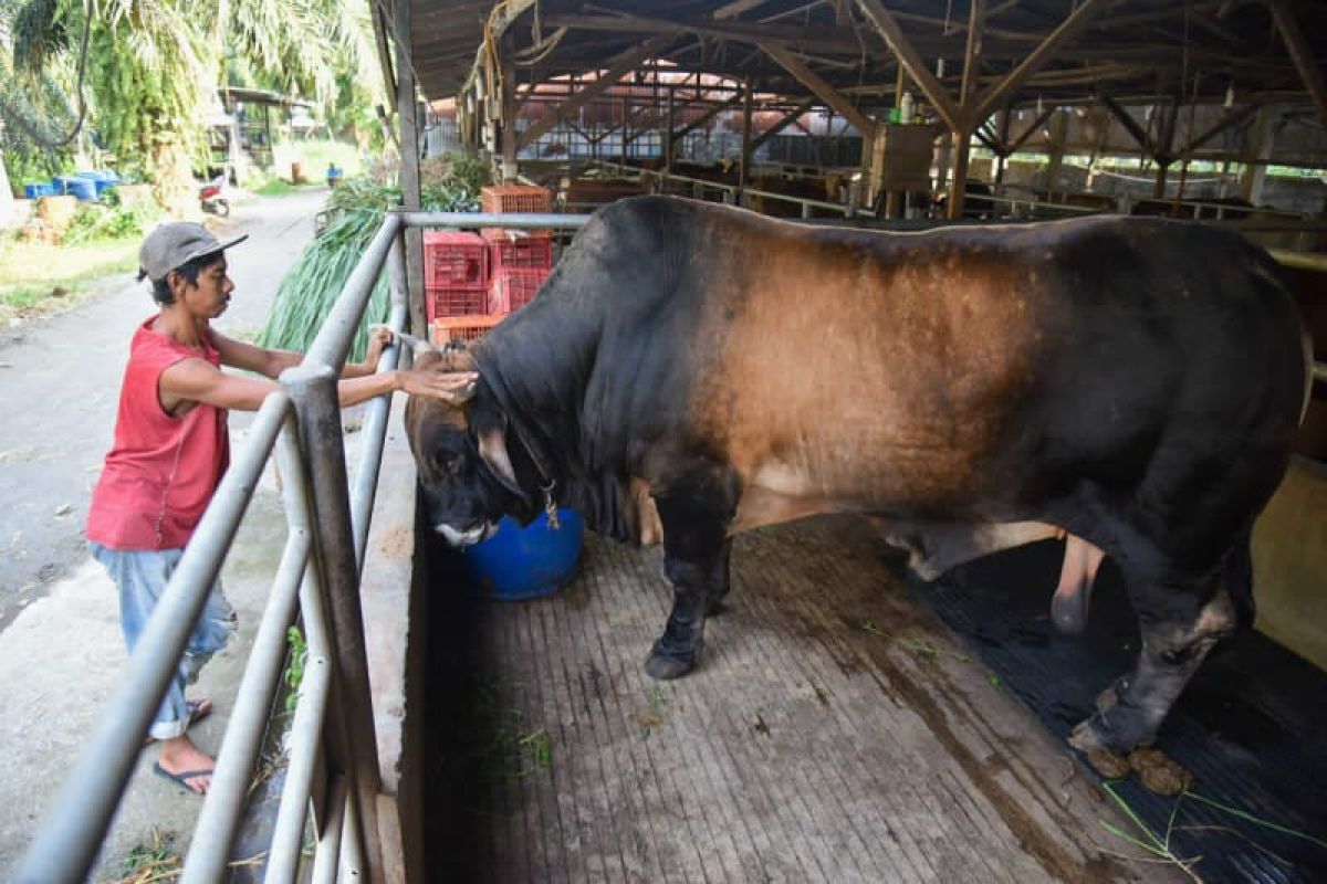 Presiden Jokowi beli sapi bobotnya 1,02 ton milik warga Sumut untuk kurban