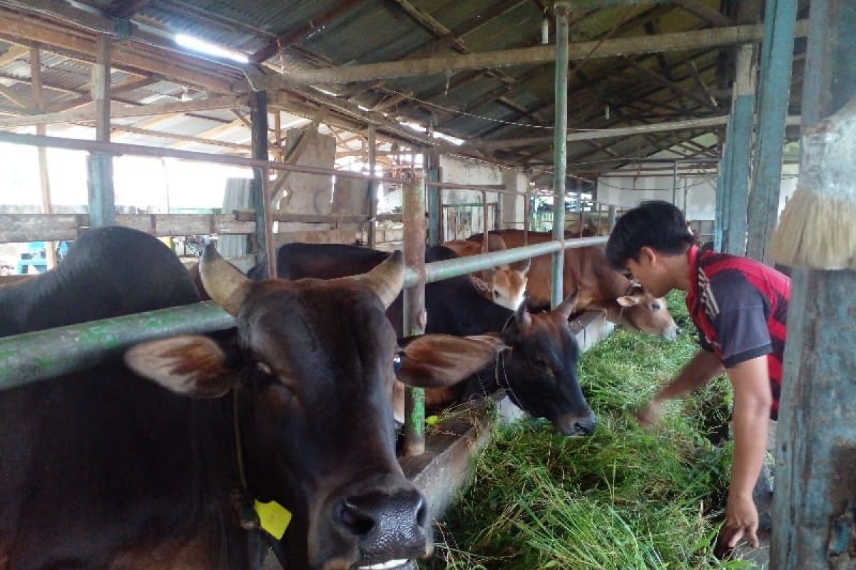 Muhammadiyah Kota Medan kumpulkan 500 ekor sapi pada Idul Adha 1444 H