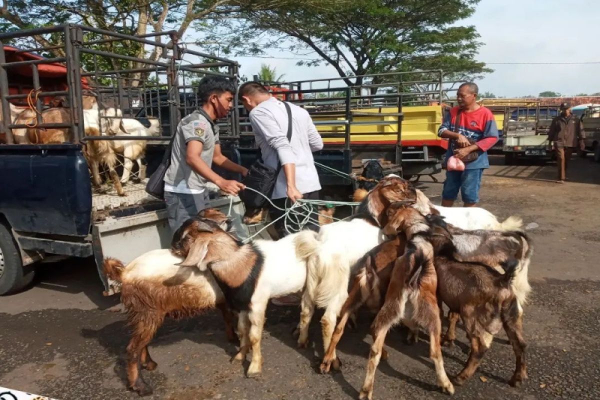 DPKH Gunungkidul memperketat lalu lintas ternak di pasar hewan