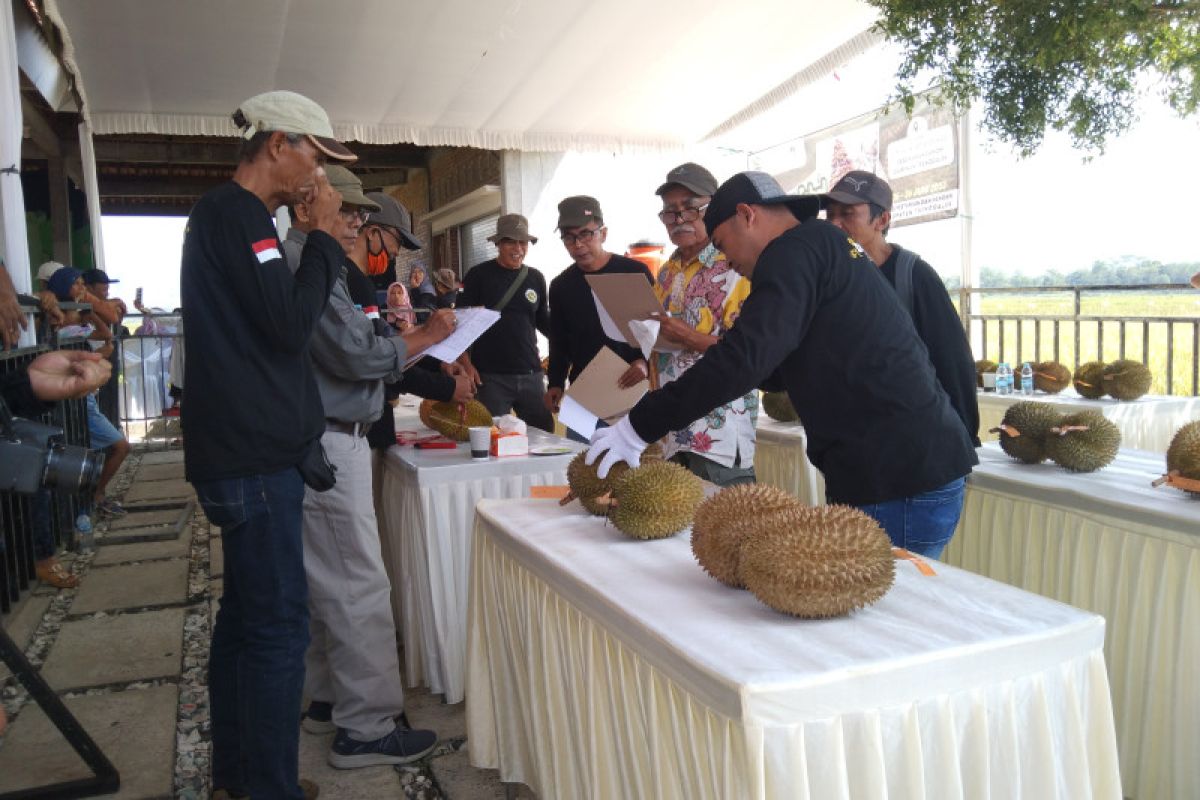 Pemkab Trenggalek gelar kontes durian varietas lokal