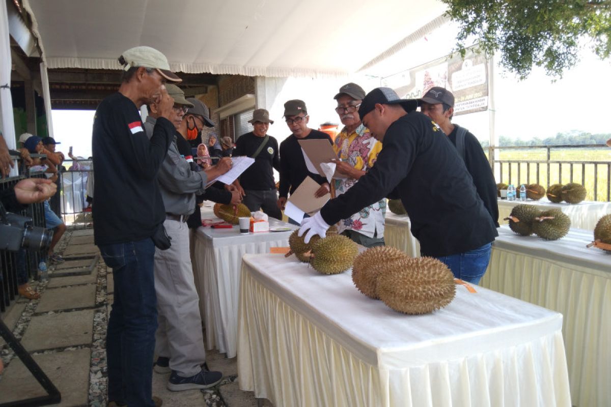 Puncak musim duren, Pemkab Trenggalek gelar kontes varietas lokal