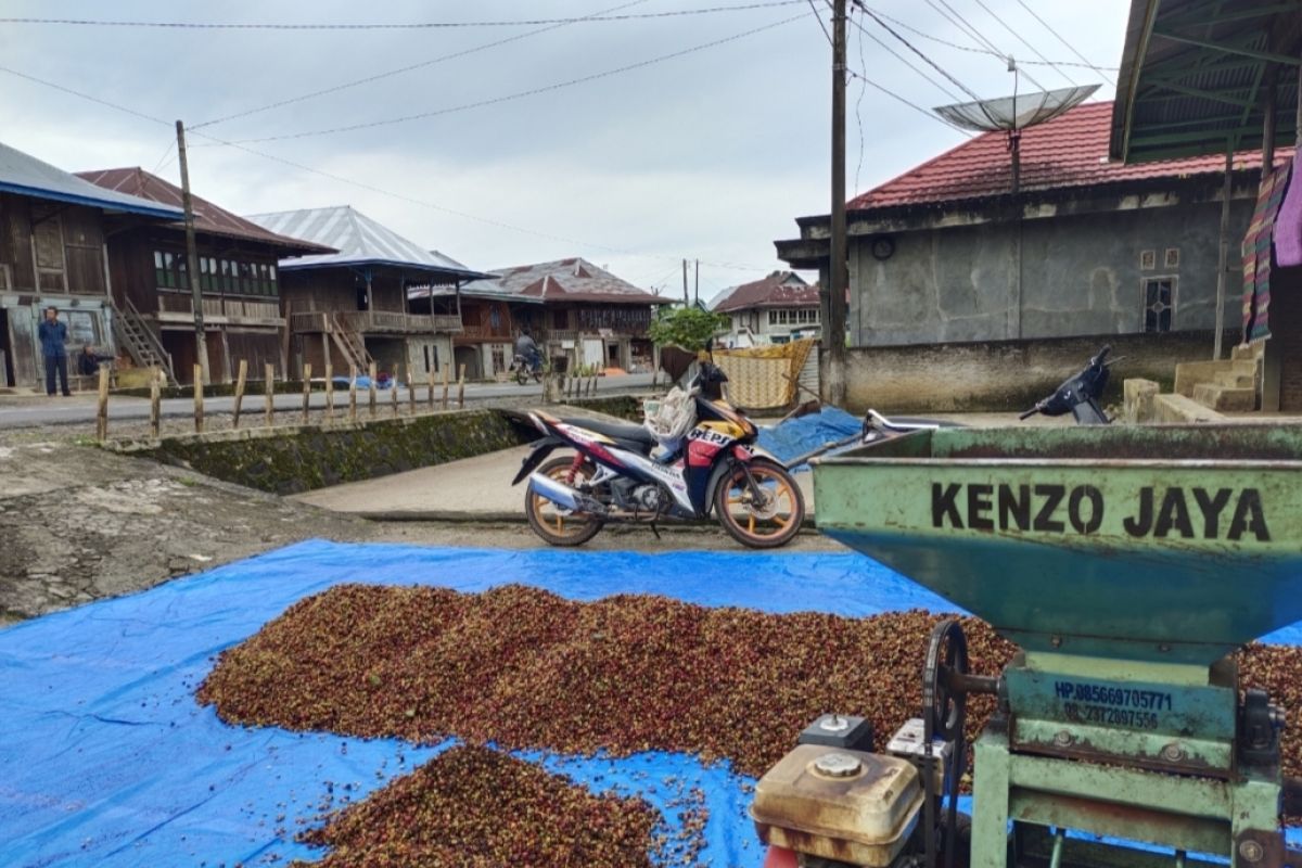Lampung tingkatkan produktivitas kopi robusta