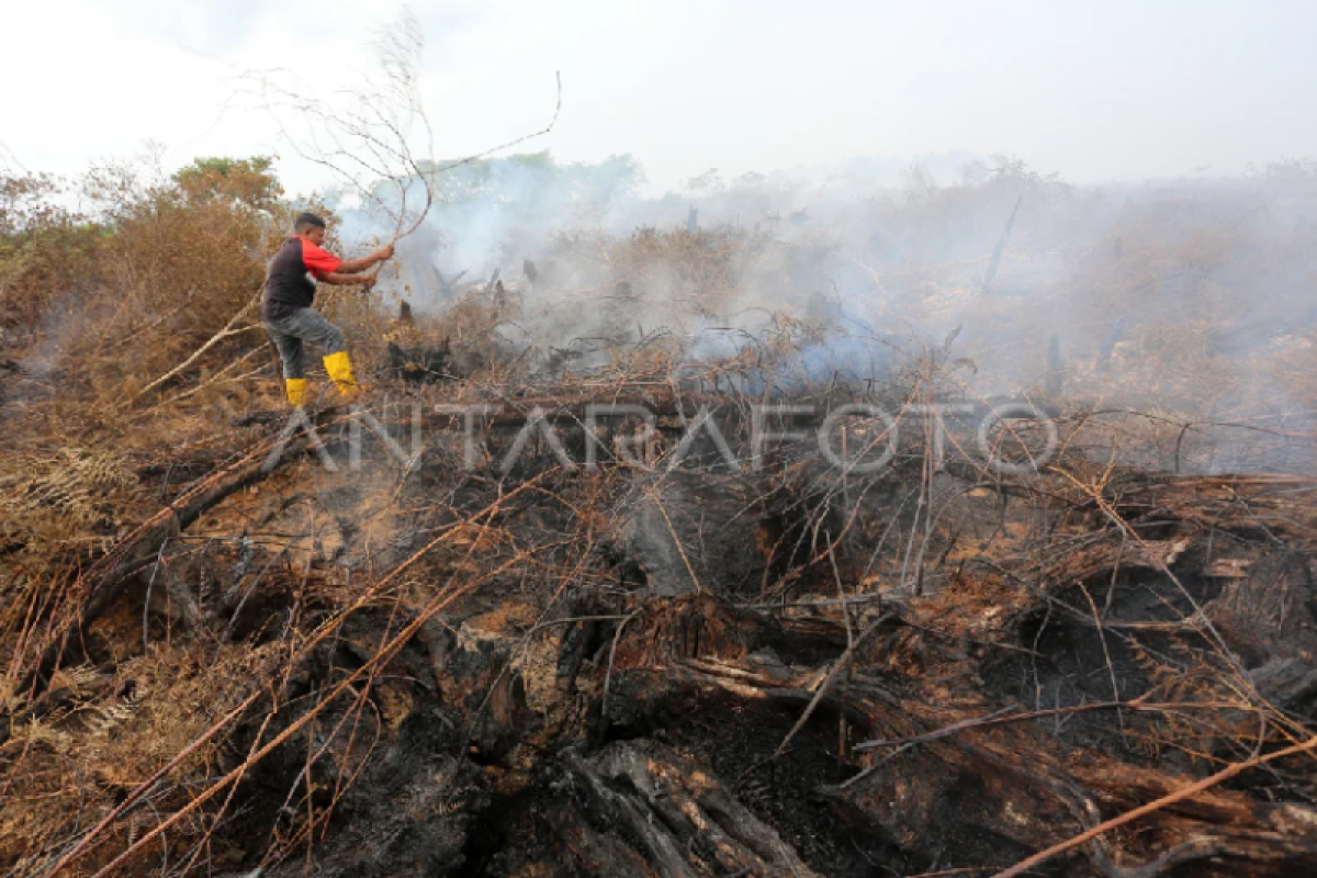 Pakar: Pemotongan saluran drainase praktis tangani karhutla Nagan Raya