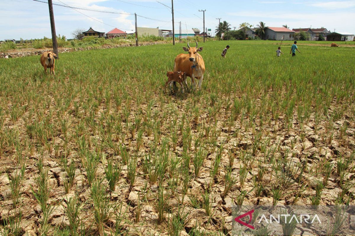 Presiden Jokowi minta antisipasi dampak El Nino