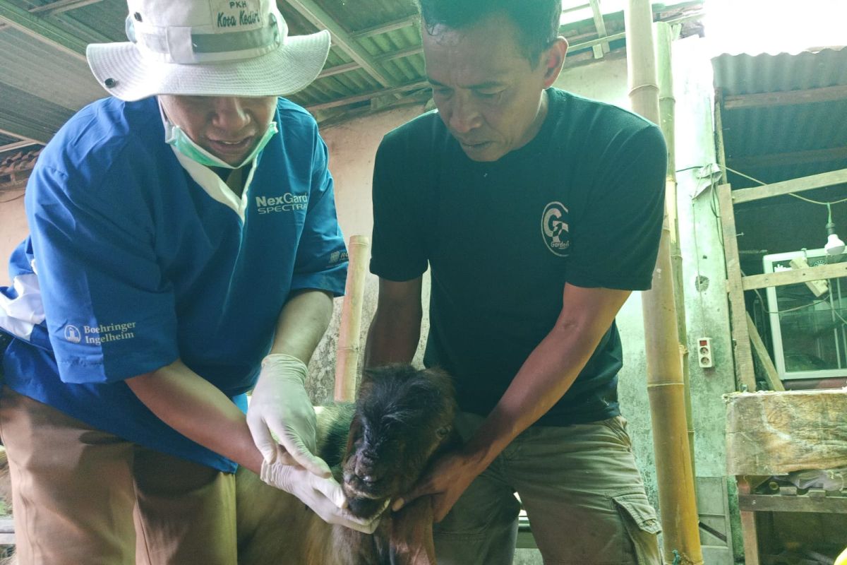 DKPP Kota Kediri pantau kesehatan hewan kurban