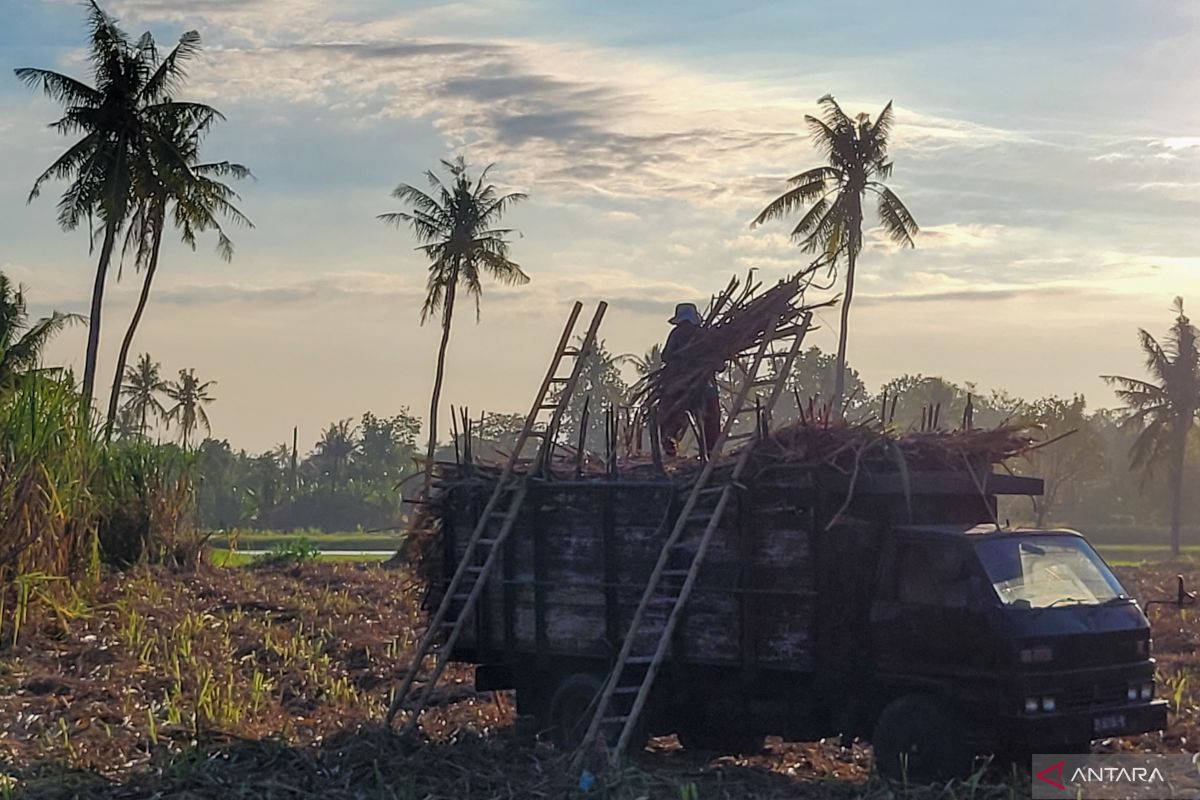 PG Assembagoes Situbondo beli tebu petani Rp65 ribu per kuintal