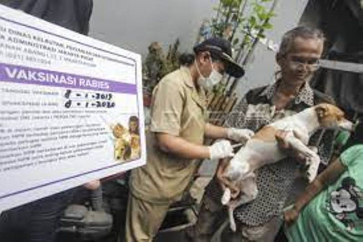 25 orang di Riau digigit hewan terinfeksi rabies di