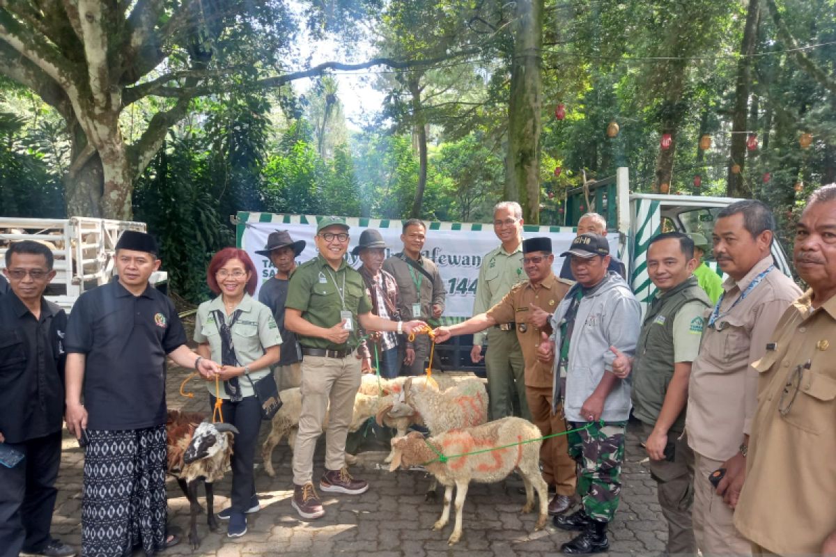Taman Safari Indonesia sumbangkan 41 ekor kambing untuk kurban di Bogor