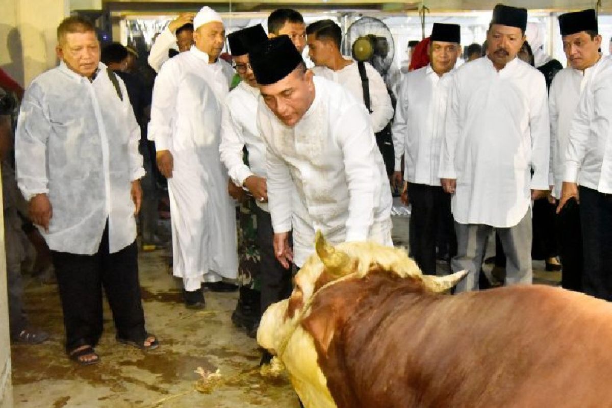 Pemprov Sumut kurban 150 ekor sapi pada Idul Adha 1444 H