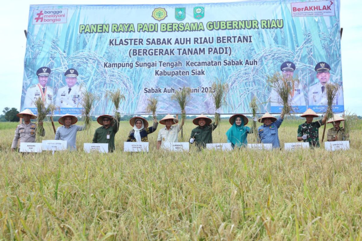 Produksi padi di Riau terus meningkat