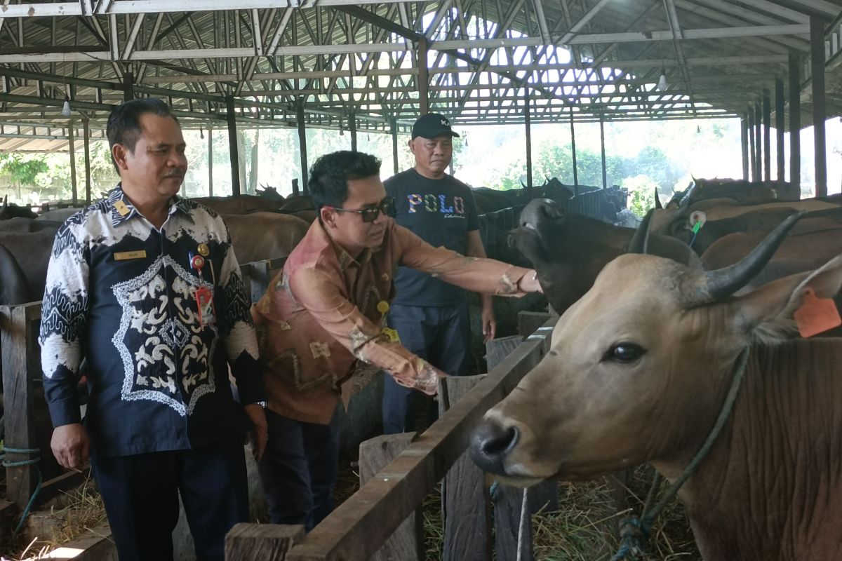 DKP3 Banjarbaru turunkan tim khusus cek kesehatan hewan kurban
